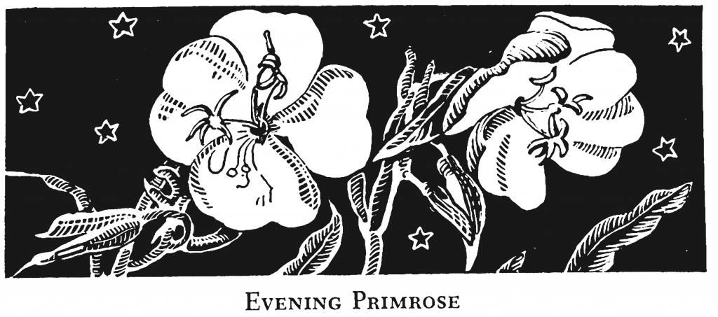 Illustration of Evening Primrose by Annora Brown from Old Man's Garden