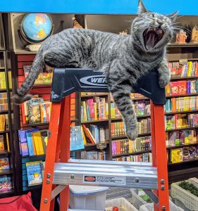 An image of Hugo the bookstore cat yawning as he lies on top of a ladder in front of a bookshelf.