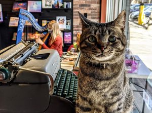 An image of Hugo the bookstore cat sitting in the store in front of a typewriter, as a harpist plays in the store behind him.